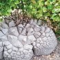 Dioscorea Elephantipes Imported Elephant's Foot Yam 5 PCS Seeds