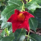 Dipladenia Sanderi Flower 30 PCS Seeds