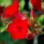 Dipladenia Sanderi Flower 30 PCS Seeds