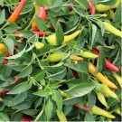 Discoloring Sharp Chili Hot Sichuan Pickled Pepper from White to Orange to Red 500 PCS Seeds