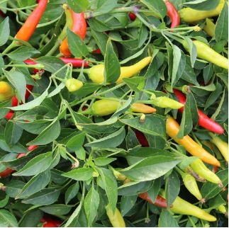 Discoloring Sharp Chili Hot Sichuan Pickled Pepper from White to Orange to Red 500 PCS Seeds