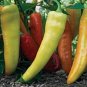 Discoloring Sharp Chili Hot Sichuan Pickled Pepper from White to Orange to Red 500 PCS Seeds