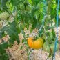 Dixie Golden Giant Tomato Seeds Yellow Big Tomato Fruits 1000 PCS Seeds