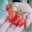 Dolce Vita Organic Cherry Tomato 100 PCS Seeds