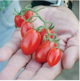 Dolce Vita Organic Cherry Tomato 100 PCS Seeds