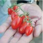 Dolce Vita Organic Cherry Tomato 100 PCS Seeds
