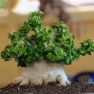 Dorset Horn Adenium Flower 2 PCS Seeds