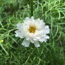 Double Click Snow Puff Cosmos 50 PCS Seeds