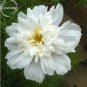 Double Click Snow Puff Cosmos 50 PCS Seeds