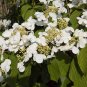 Double Color Viburnum Sargentii Bonsai Potted Garden Flower 100 PCS Seeds