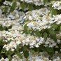 Double Color Viburnum Sargentii Bonsai Potted Garden Flower 100 PCS Seeds
