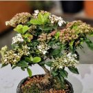 Double Color Viburnum Sargentii Bonsai Potted Garden Flower Bonsai 100 PCS Seeds