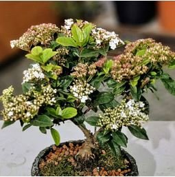 Double Color Viburnum Sargentii Bonsai Potted Garden Flower Bonsai 100 PCS Seeds