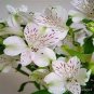 Double Color Viburnum Sargentii Bonsai Potted Garden Flower Bonsai 100 PCS Seeds