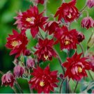 Double Columbines Aquilegia 20 PCS Seeds