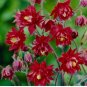 Double Columbines Aquilegia 20 PCS Seeds