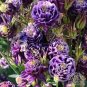 Double Columbines Aquilegia 20 PCS Seeds