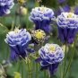 Double Columbines Aquilegia 20 PCS Seeds