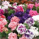 Double Corrugated Mixed Purple Petunia 50 PCS Seeds