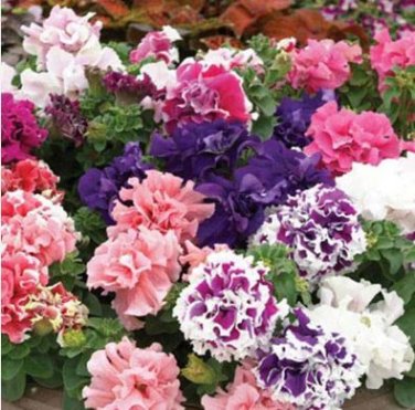Double Corrugated Mixed Purple Petunia 50 PCS Seeds