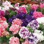 Double Corrugated Mixed Purple Petunia 50 PCS Seeds