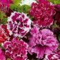 Double Corrugated Mixed Purple Petunia 50 PCS Seeds