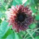 Double Dandy Hybrid Sunflower Ornamental 15 PCS Seeds
