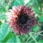 Double Dandy Hybrid Sunflower Ornamental 15 PCS Seeds