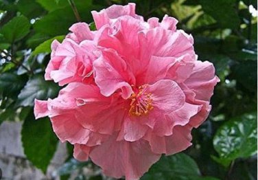 Double Flap Hibiscus Flower Seeds Pink Flowers