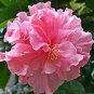 Double Flap Hibiscus Flower Seeds Pink Flowers