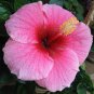 Double Flap Hibiscus Flower Seeds Pink Flowers