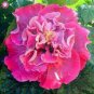 Double Flap Hibiscus Flower Seeds Pink Flowers