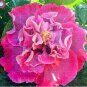 Double Flap Hibiscus Flower Seeds Pink Flowers