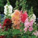 Double Hollyhock Flower Bonsai 50 PCS Seeds
