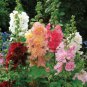 Double Hollyhock Flower Bonsai 50 PCS Seeds