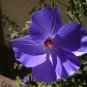 Double Hollyhock Flower Bonsai 50 PCS Seeds