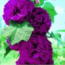 Double Hollyhock Flower Bonsai 100 PCS Seeds Double Hollyhock Flower Bonsai 100 PCS Seeds