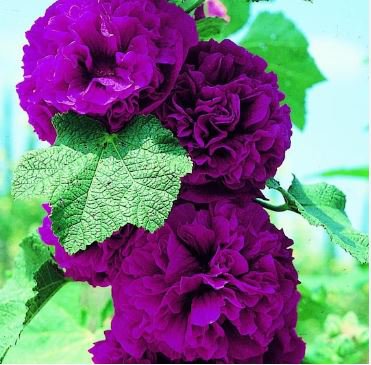 Double Hollyhock Flower Bonsai 100 PCS Seeds