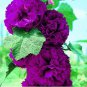 Double Hollyhock Flower Bonsai 100 PCS Seeds