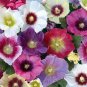 Double Hollyhock Flower Bonsai 100 PCS Seeds
