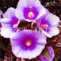 Double Hollyhock Flower Bonsai 100 PCS Seeds