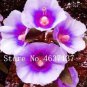 Double Hollyhock Flower Bonsai 100 PCS Seeds