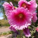 Double Hollyhock Flower Bonsai, Mixed Perennial Home Garden 100 PCS Seeds Double Hollyhock Flower Bonsai, Mixed Perennial Home Garden 100 PCS Seeds
