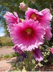 Double Hollyhock Flower Bonsai, Mixed Perennial Home Garden 100 PCS Seeds