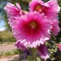 Double Hollyhock Flower Bonsai, Mixed Perennial Home Garden 100 PCS Seeds
