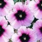 Double Hollyhock Flower Bonsai, Mixed Perennial Home Garden 100 PCS Seeds