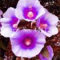 Double Hollyhock Flower Bonsai, Mixed Perennial Home Garden 100 PCS Seeds