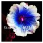 Double Hollyhock Flower Bonsai, Mixed Perennial Home Garden 100 PCS Seeds