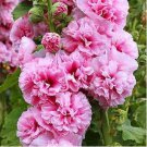 Double Hollyhock Outdoor Blooming Subtropical Bonsai Potted 200 PCS Seeds
