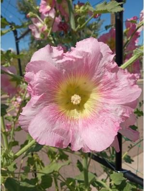 Double Hollyhock Flower Bonsai 100 PCS Seeds